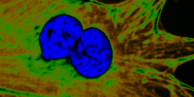 Two-photon excitation fluorescence image of fixed BPAE cells