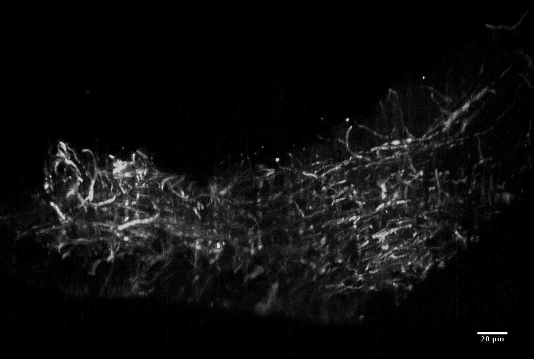 Two-photon Airy lightsheet microscopy image of fixed rat brain slice, axons labelled with Alexa flzor 568 NCAM-immunolabelling