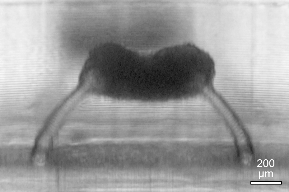 3D tissue of C2C12 mouse myoblasts strongly contracting two opposing 3D printed micropillars.