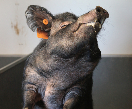 Donna the Ossabaw pig