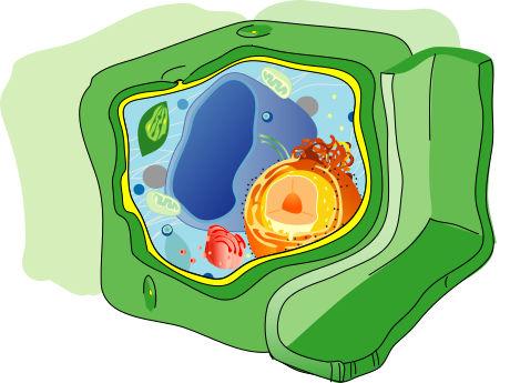 Plant cell